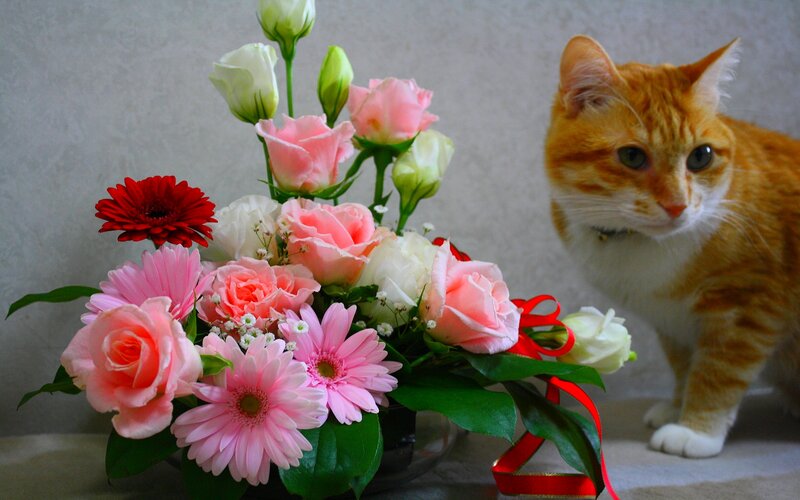 Orange Tabby Cat with Flowers