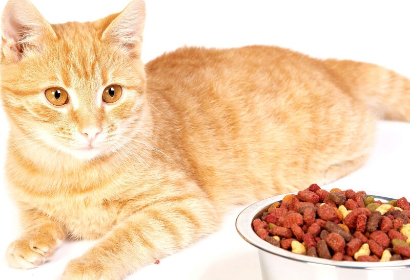 orange tabby cat with food bowl