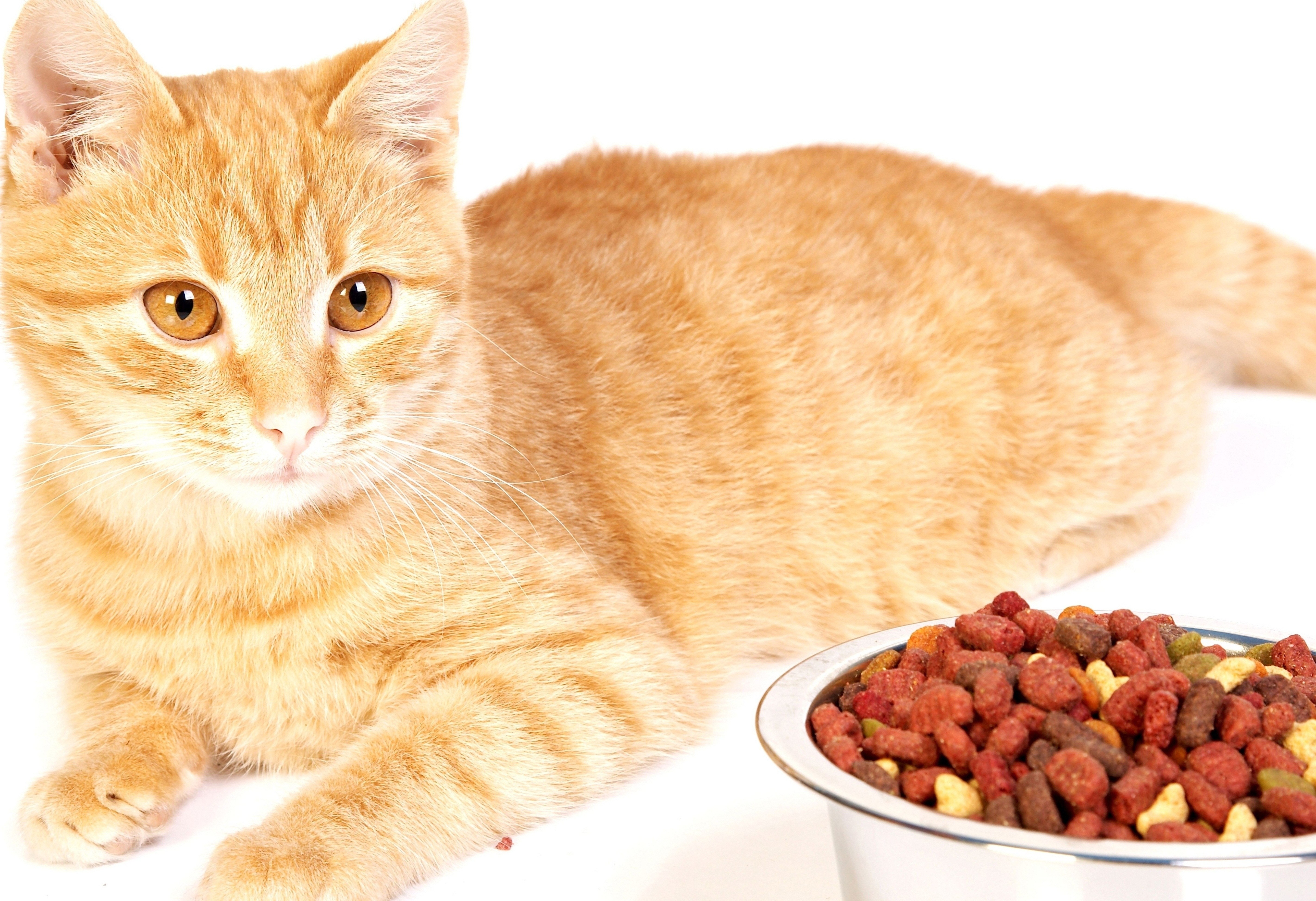 orange tabby cat with food bowl