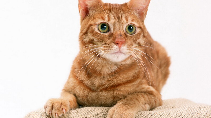 orange tabby cat with green eyes