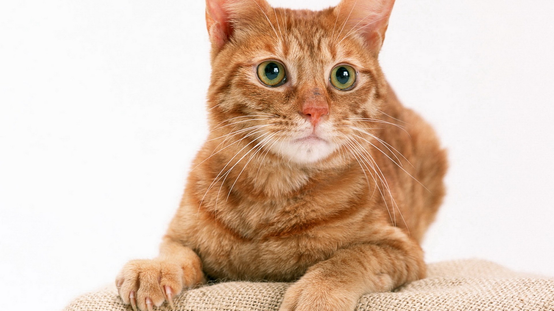 orange tabby cat with green eyes