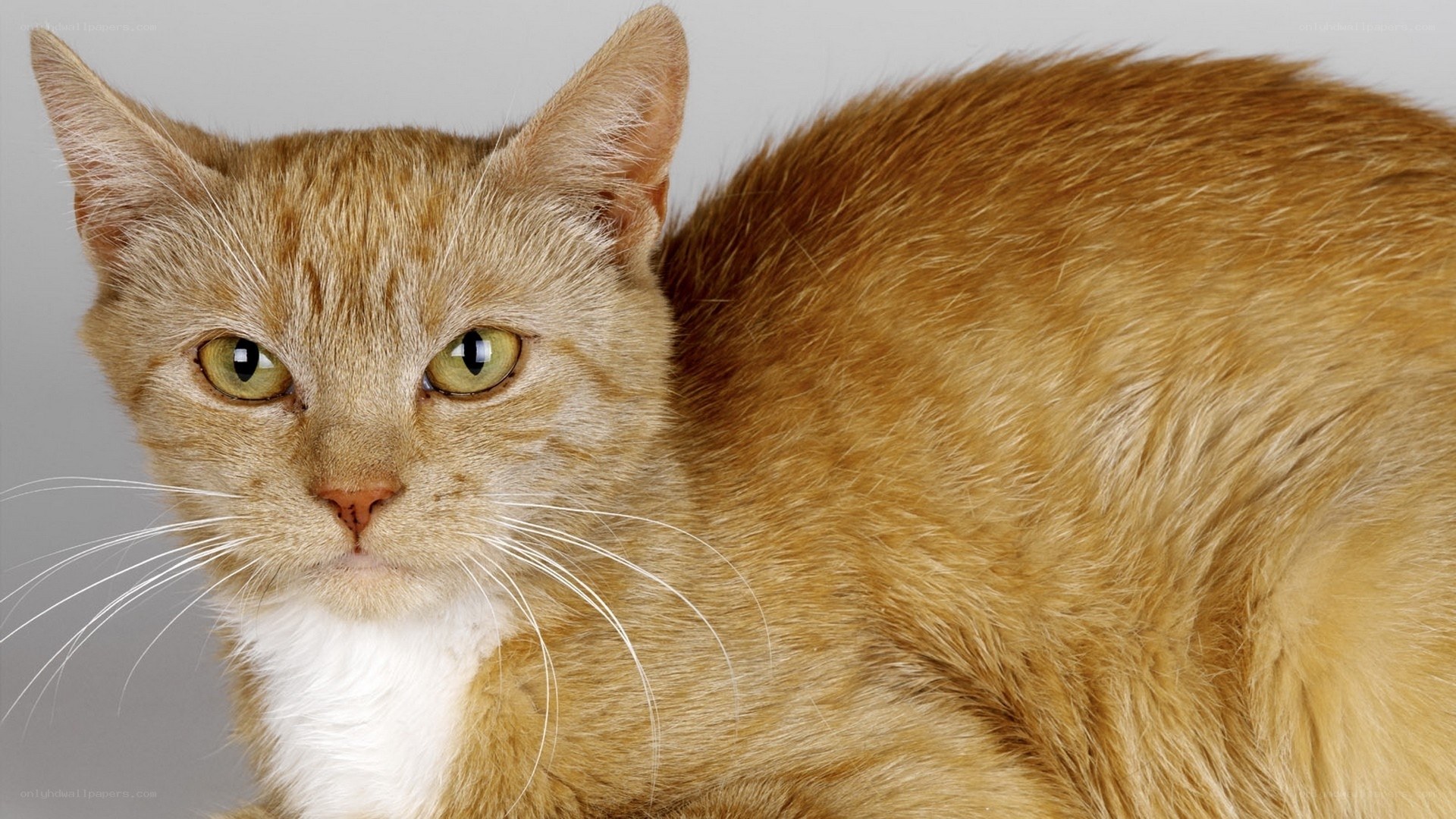 orange tabby cat with green eyes
