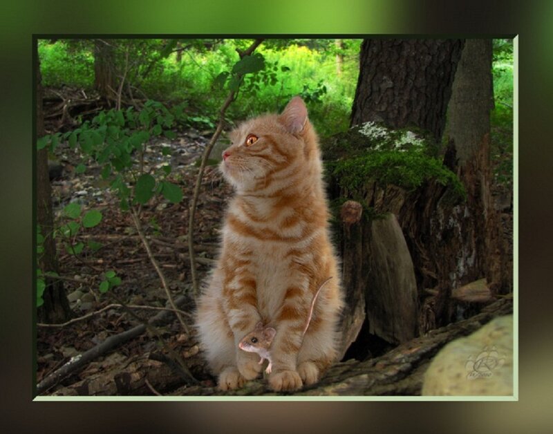 Orange Tabby Cat with Mouse