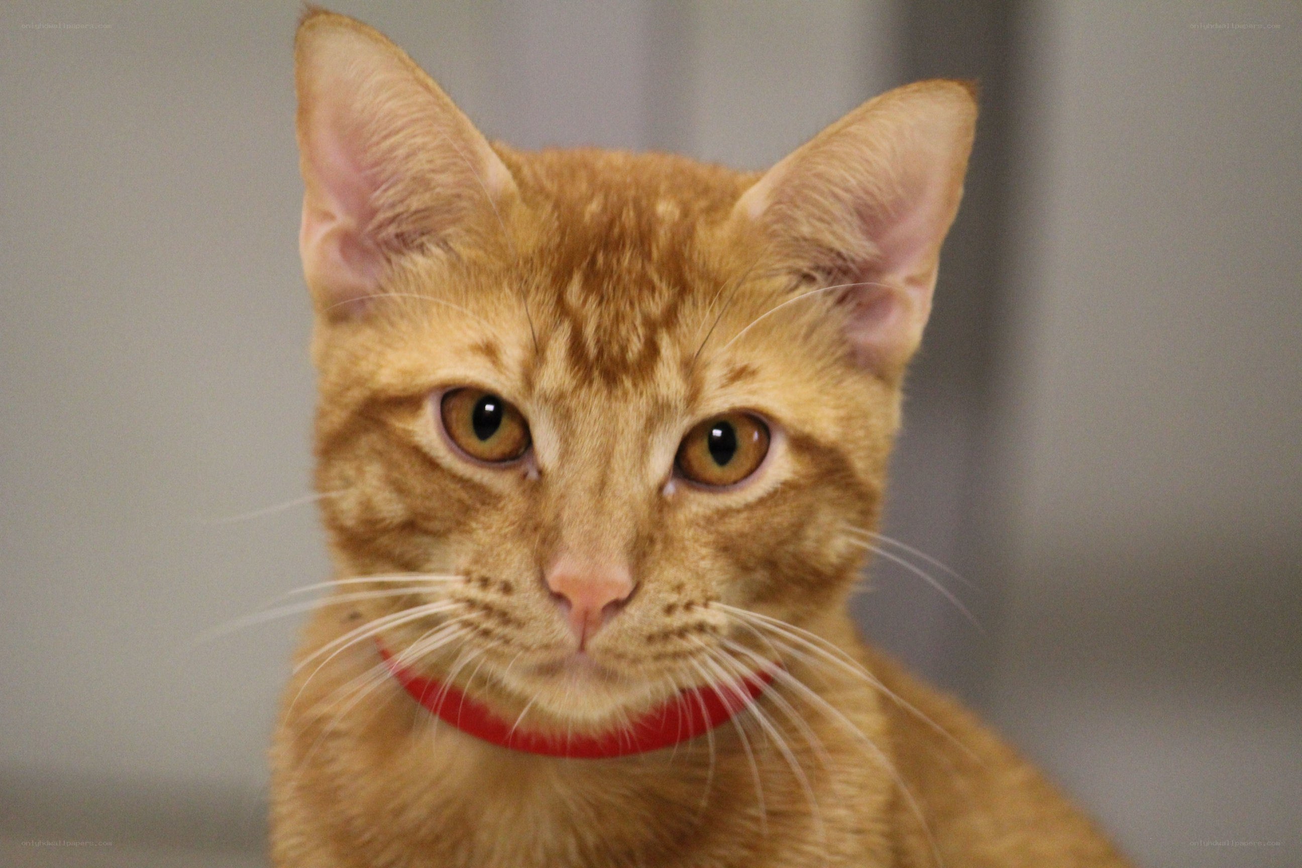 orange tabby cat with red collar