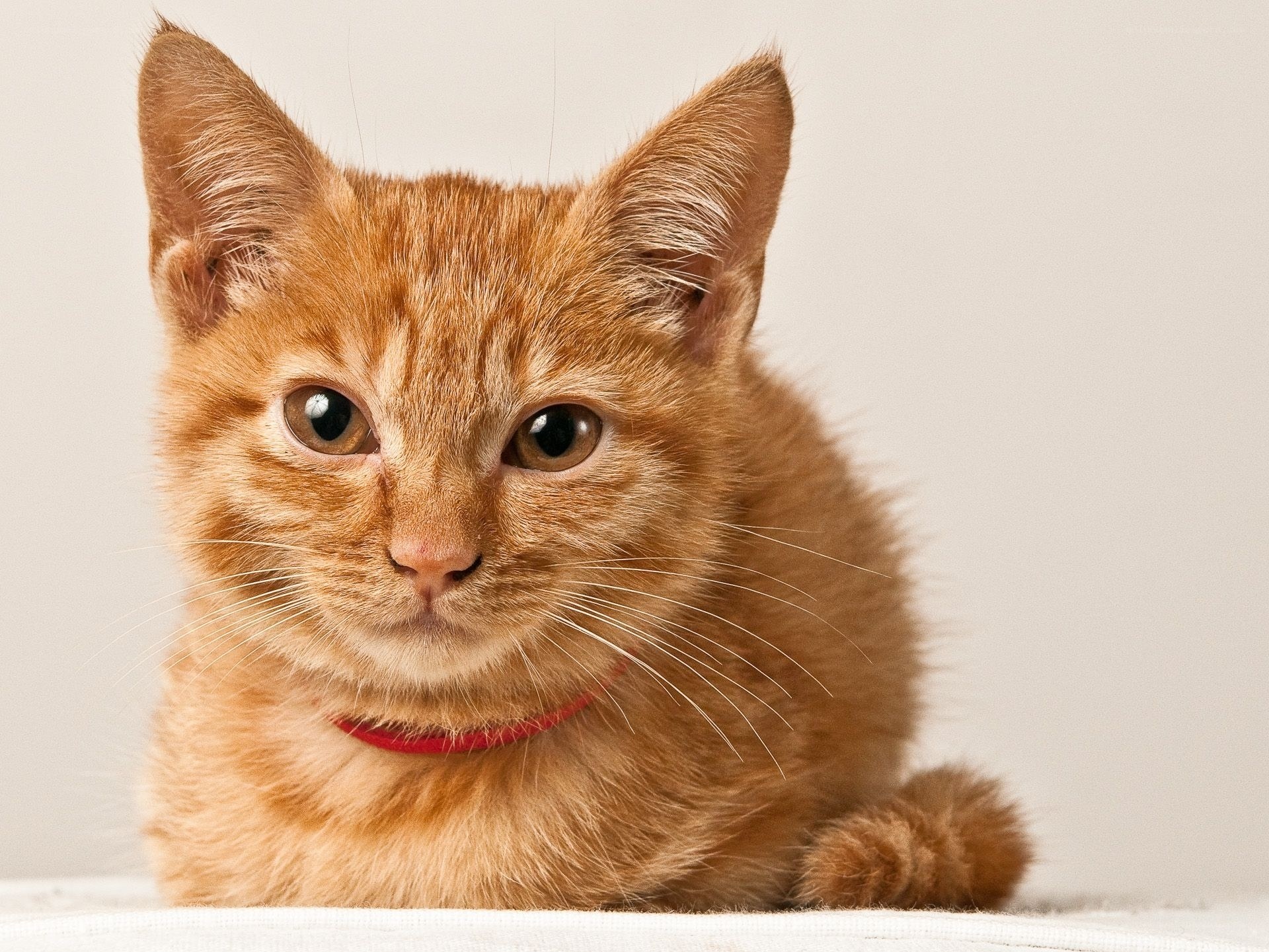 orange tabby cat with red collar