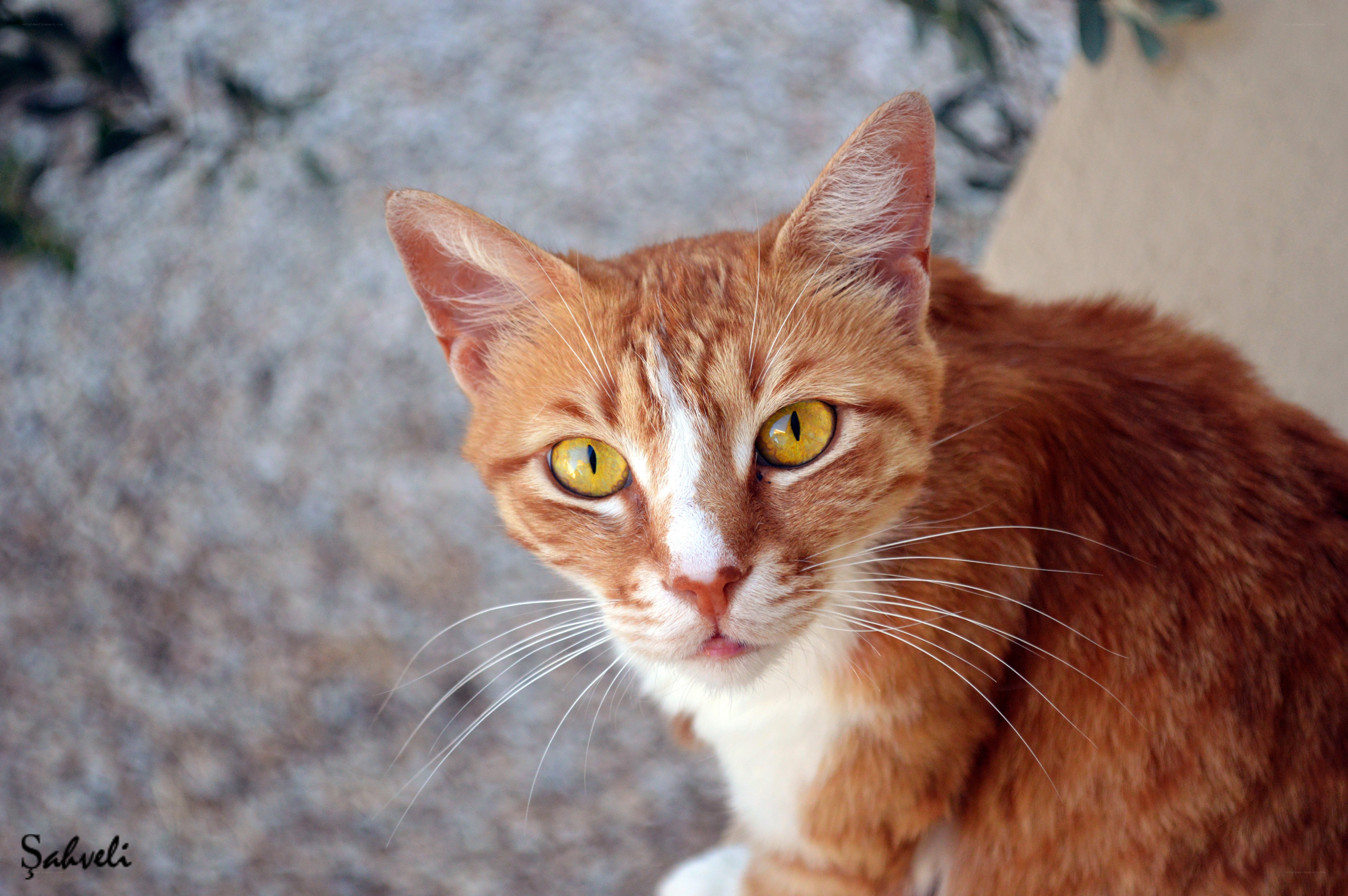 orange tabby cat with yellow eyes