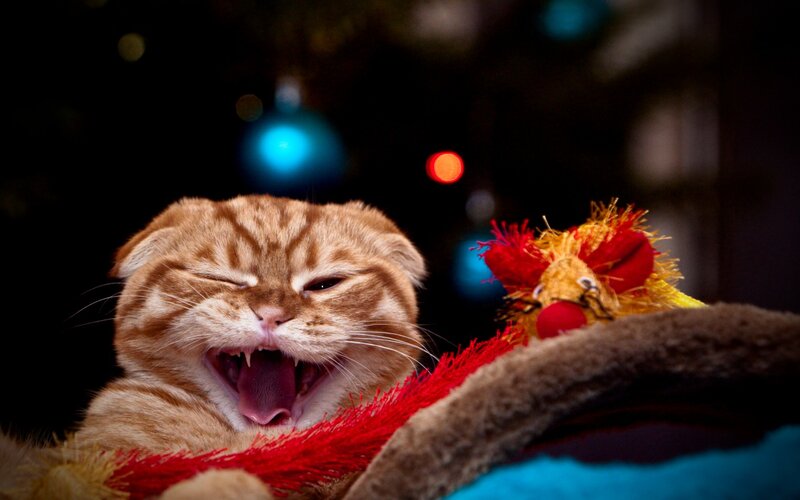 Orange Tabby Cat Yawning — Brown