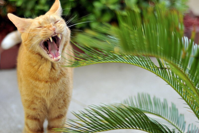Orange Tabby Cat Yawning — Calm, Afternoon