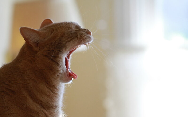 Orange Tabby Cat Yawning — Calm, Morning