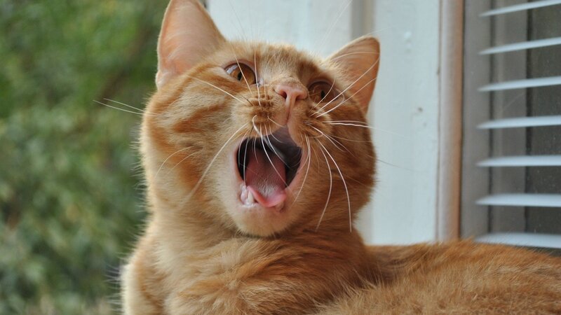 Orange Tabby Cat Yawning — Neutral, Photograph