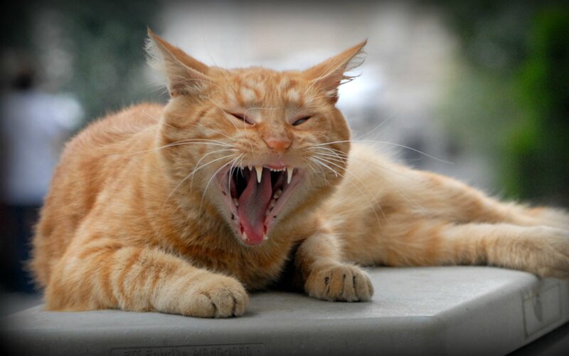 Orange Tabby Cat Yawning — Relaxed, Afternoon