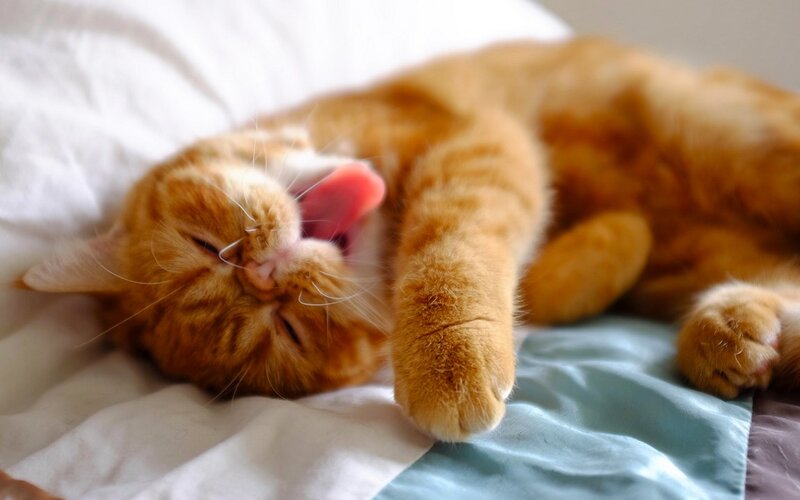 Orange Tabby Cat Yawning — Relaxed, Morning