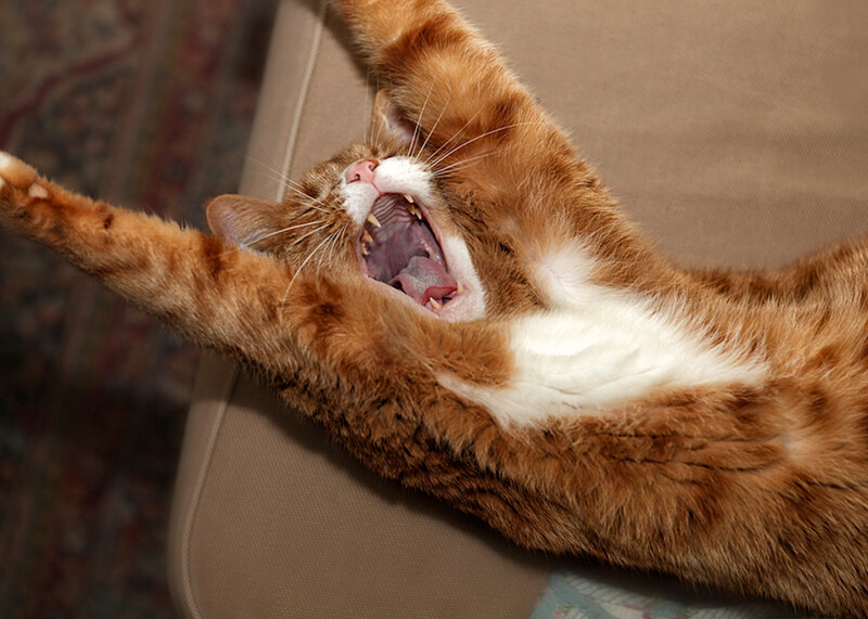 Orange Tabby Cat Yawning — Relaxed