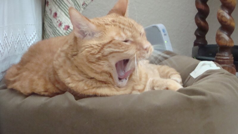 Orange Tabby Cat Yawning