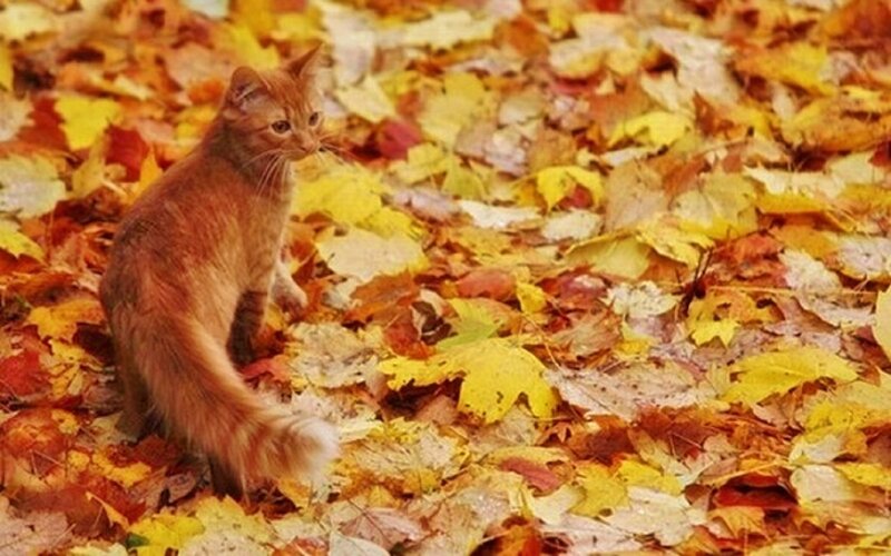 Orange Tabby Cat — Yellow, Calm, Autumn, Photograph