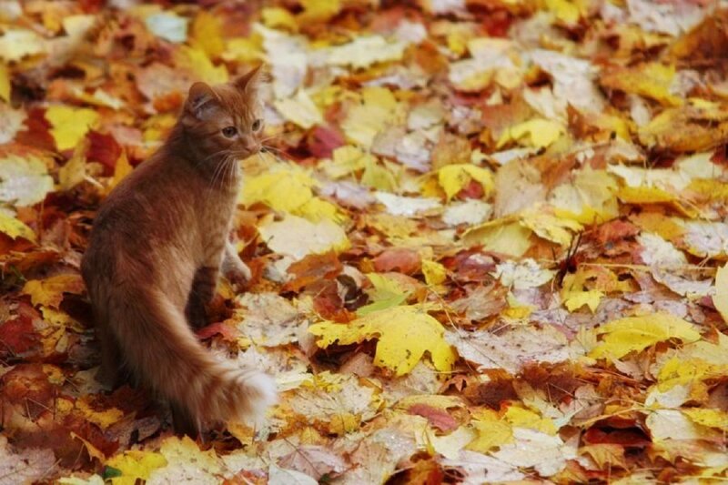 Orange Tabby Cat — Yellow, Calm, Autumn