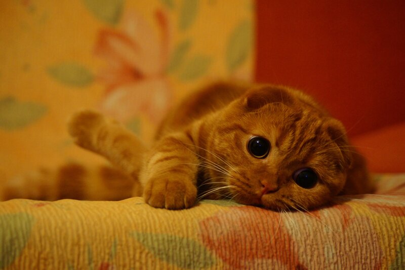 Orange Tabby Cat — Yellow, Calm, Night