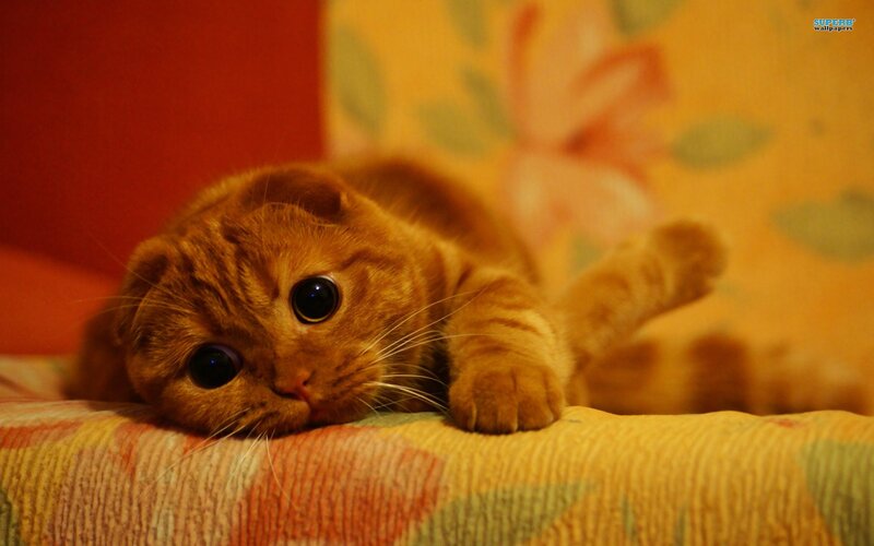 Orange Tabby Cat — Yellow, Calm, Photograph