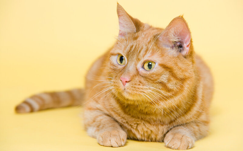 Orange Tabby Cat — Yellow, Calm, Photograph, Whiskers