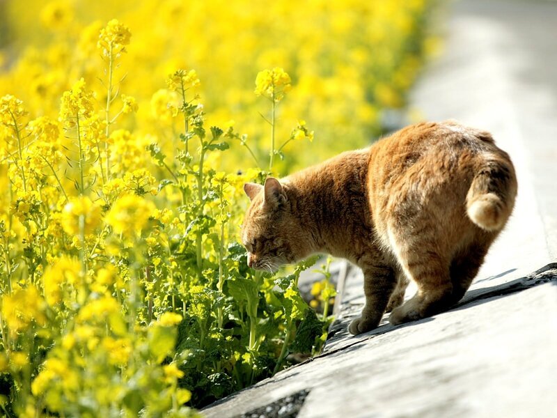 Orange Tabby Cat — Yellow, Calm, Spring, Photograph