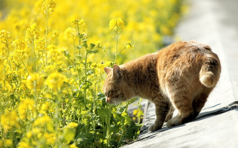 Orange Tabby Cat — Yellow, Calm, Spring