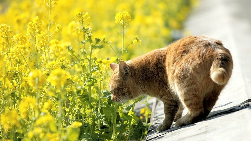 Orange Tabby Cat — Yellow, Calm