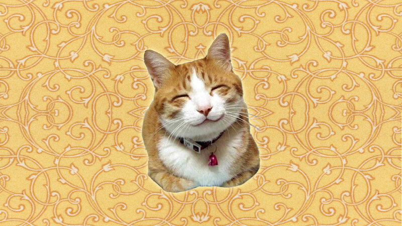 Orange Tabby Cat — Yellow, Content