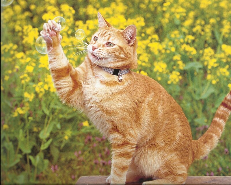 Orange Tabby Cat — Yellow, Playful, Spring