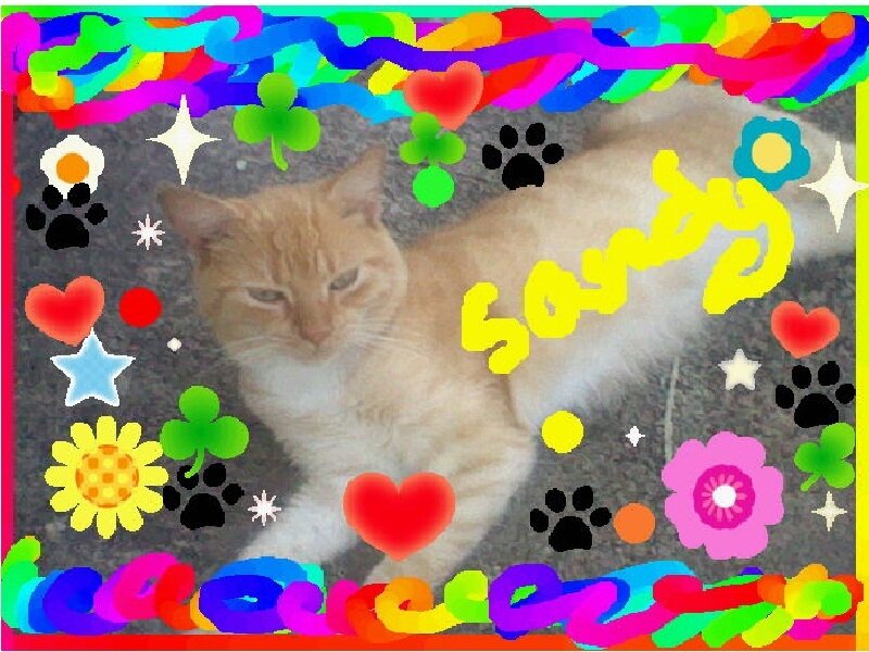 Orange Tabby Cat — Yellow, Playful