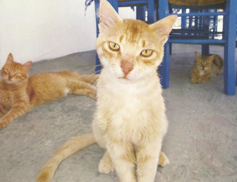 Orange Tabby Cats — Calm, Afternoon