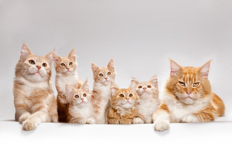 Orange Tabby Cats — Calm, Photograph