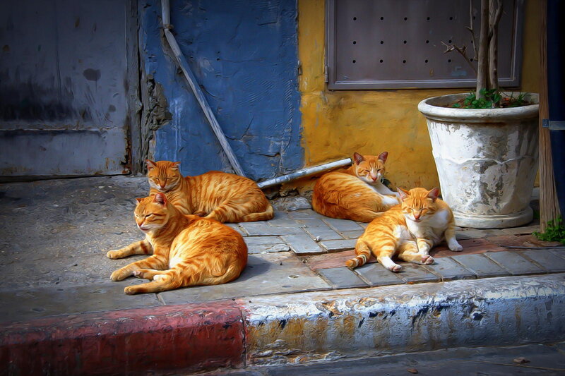 Orange Tabby Cats — Calm