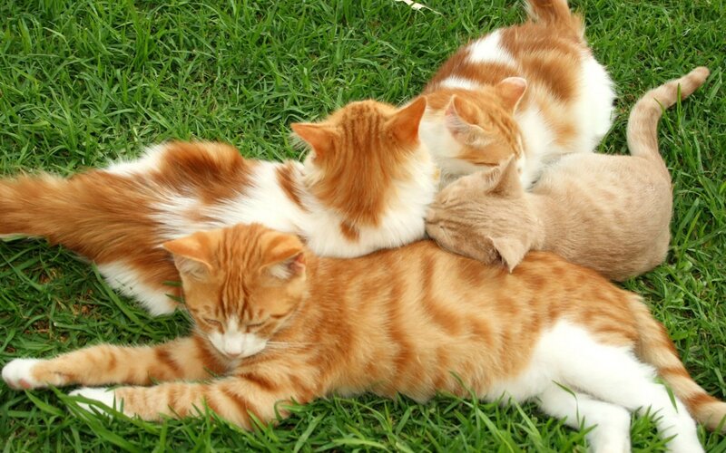 Orange Tabby Cats — Green