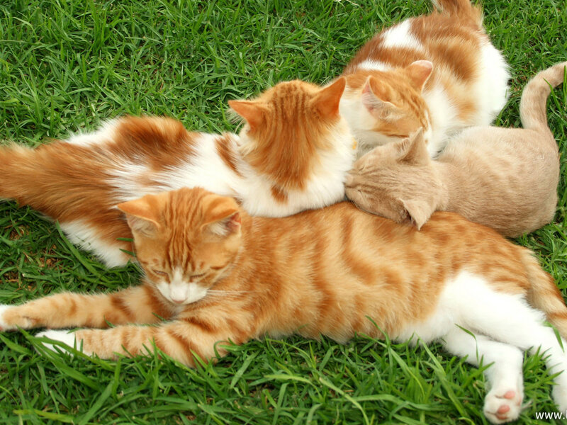 Orange Tabby Cats