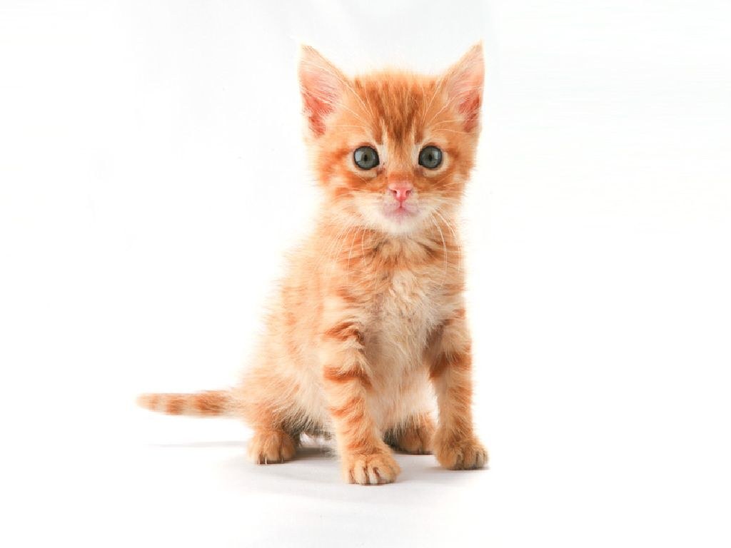 orange tabby kitten