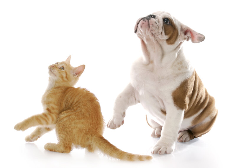 Orange Tabby Kitten and Bulldog Puppy
