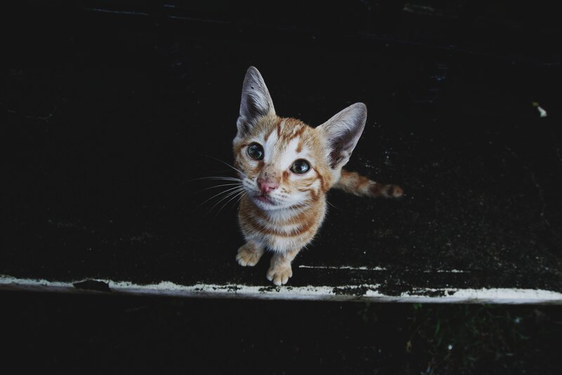Orange Tabby Kitten — Black, Dramatic