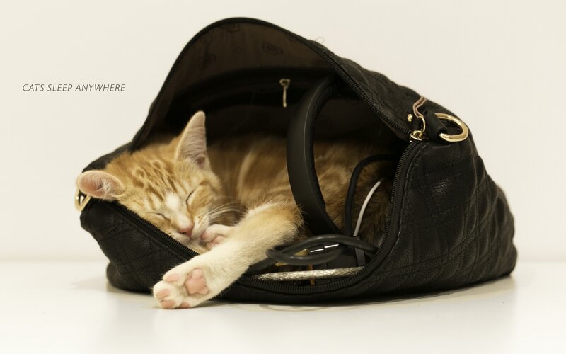 Orange Tabby Kitten — Black, Peaceful