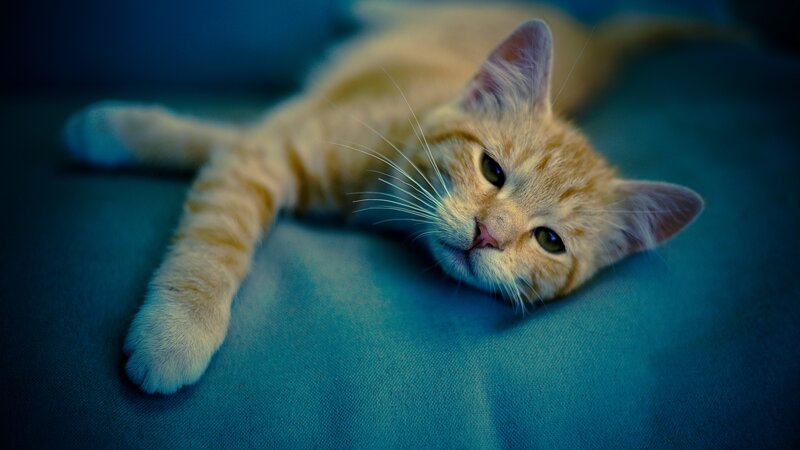 Orange Tabby Kitten — Blue, Calm