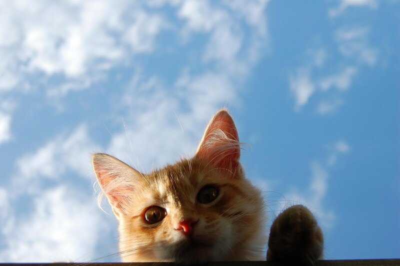 Orange Tabby Kitten — Blue, Curious, Afternoon