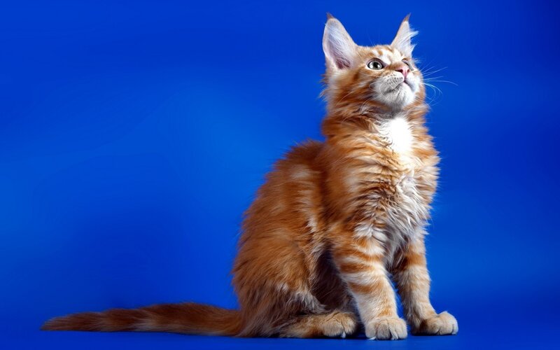 Orange Tabby Kitten — Blue, Curious, Photograph, Blue Background