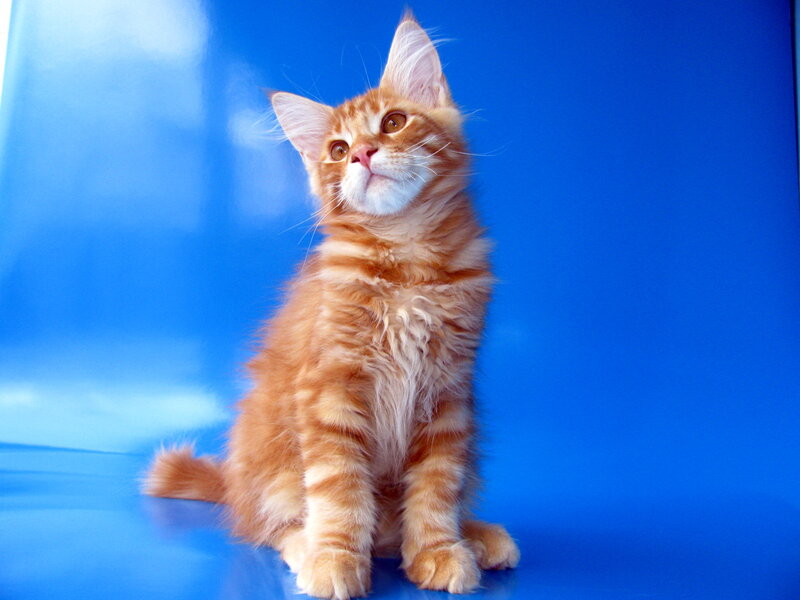 Orange Tabby Kitten — Blue, Curious, Photograph