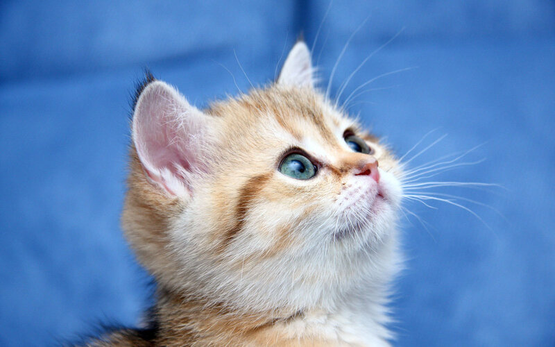 Orange Tabby Kitten — Blue, Curious