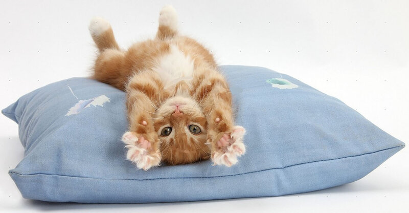 Orange Tabby Kitten — Blue, Playful, Photograph