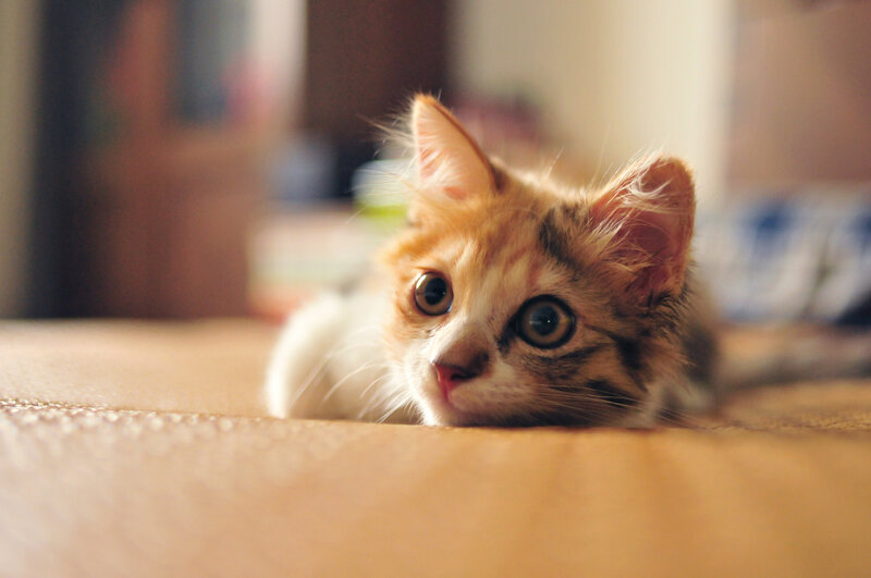 Orange Tabby Kitten — Brown, Calm, Afternoon