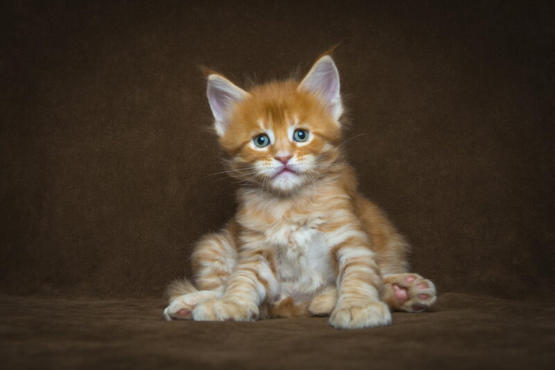 Orange Tabby Kitten — Brown, Calm, Photograph, Brown Background