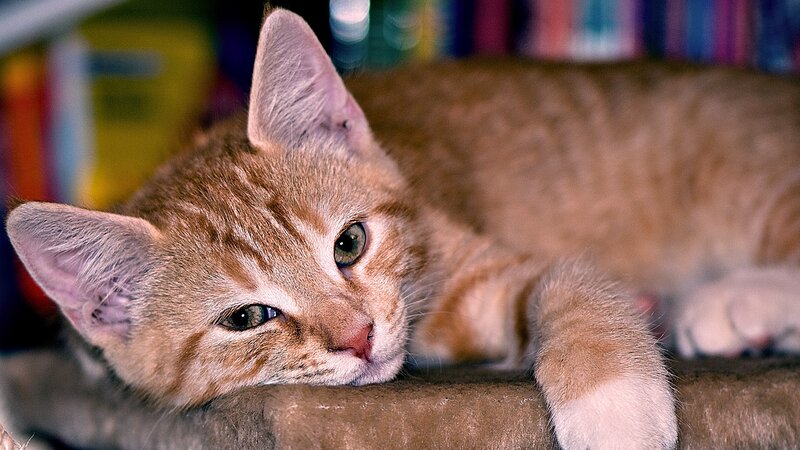 Orange Tabby Kitten — Brown, Calm, Photograph, Cat