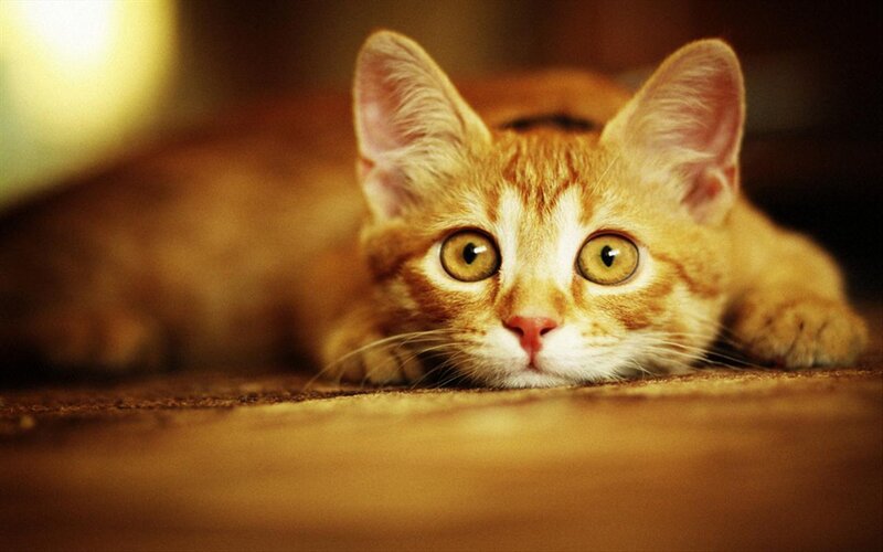 Orange Tabby Kitten — Brown, Calm, Photograph, Floor