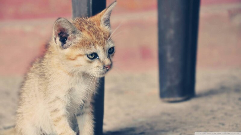 Orange Tabby Kitten — Brown, Calm, Photograph, Pole