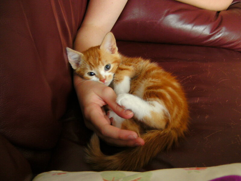 Orange Tabby Kitten — Brown, Calm, Photograph
